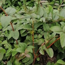 金银花苗