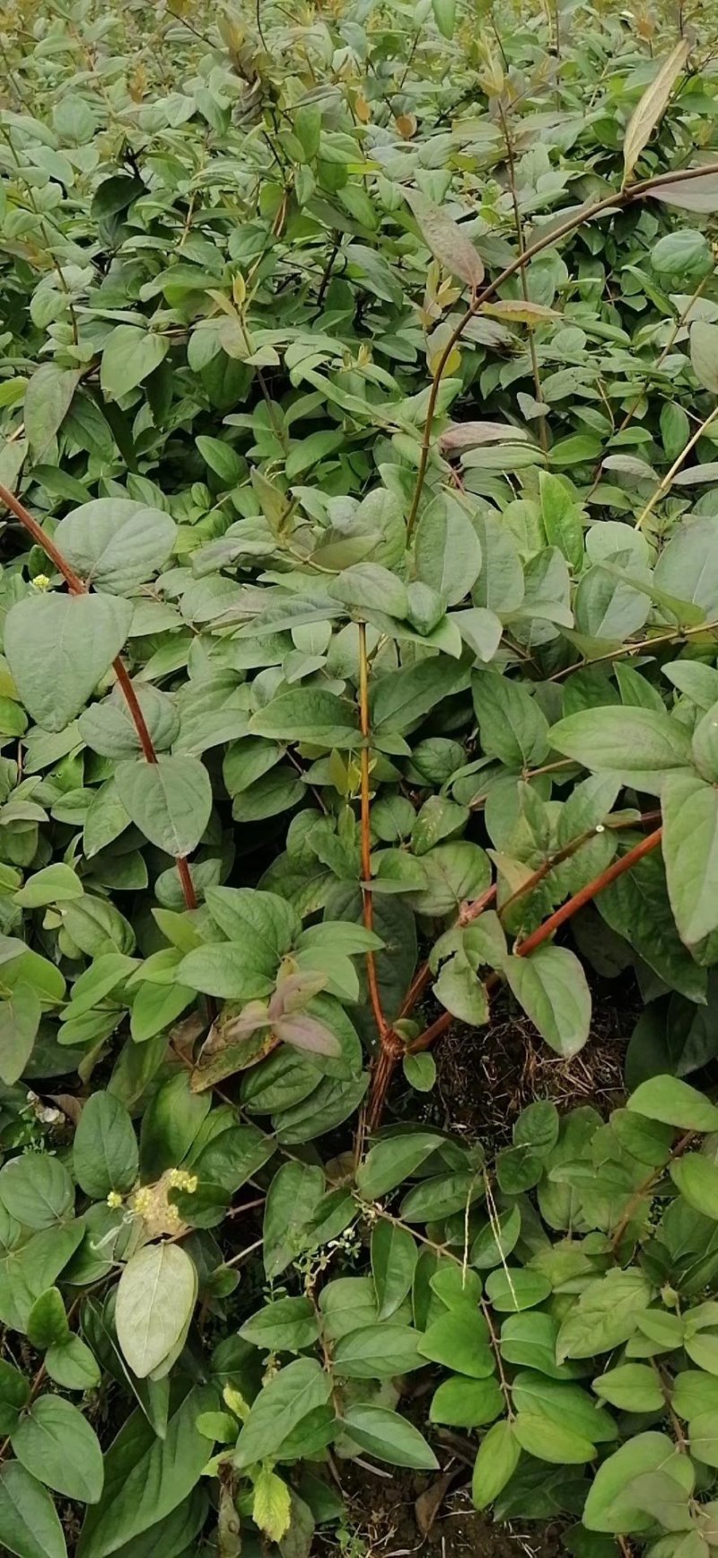 金银花苗