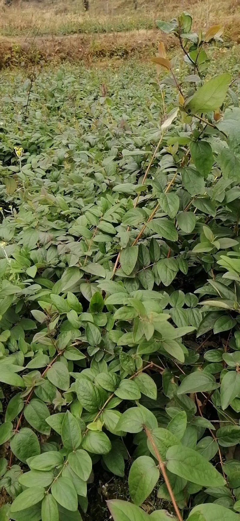 金银花苗