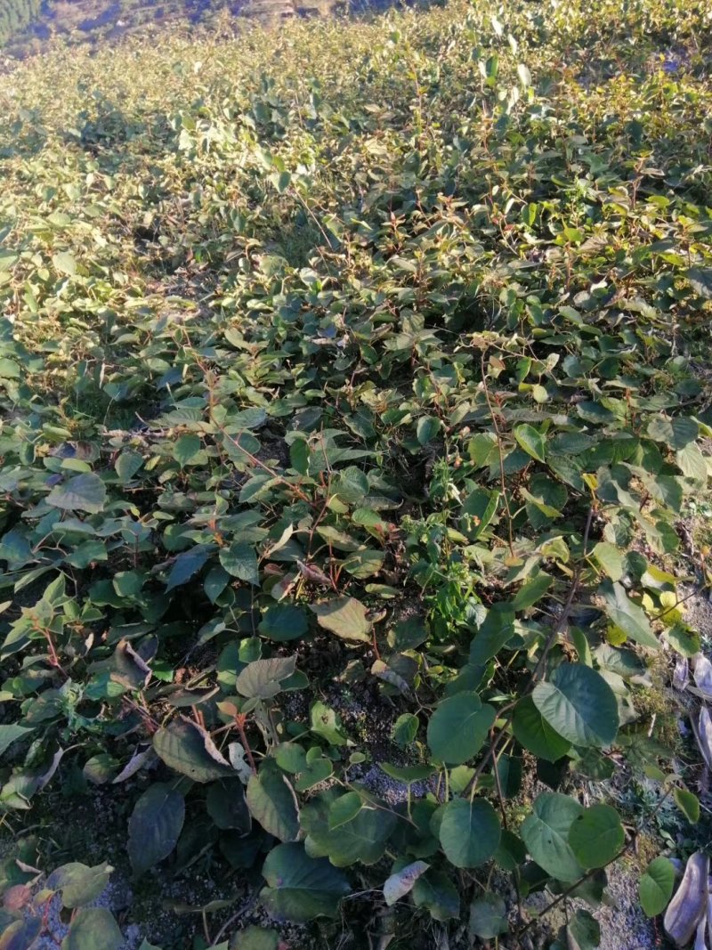 金银花苗