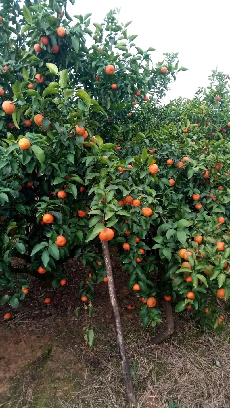 道县沙糖桔，颜色红，口感好，甜度好，果面干净