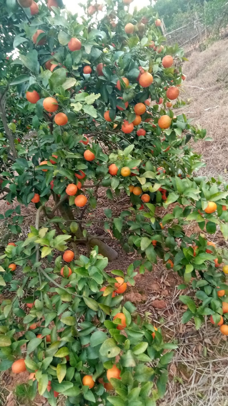 道县沙糖桔，颜色红，口感好，甜度好，果面干净