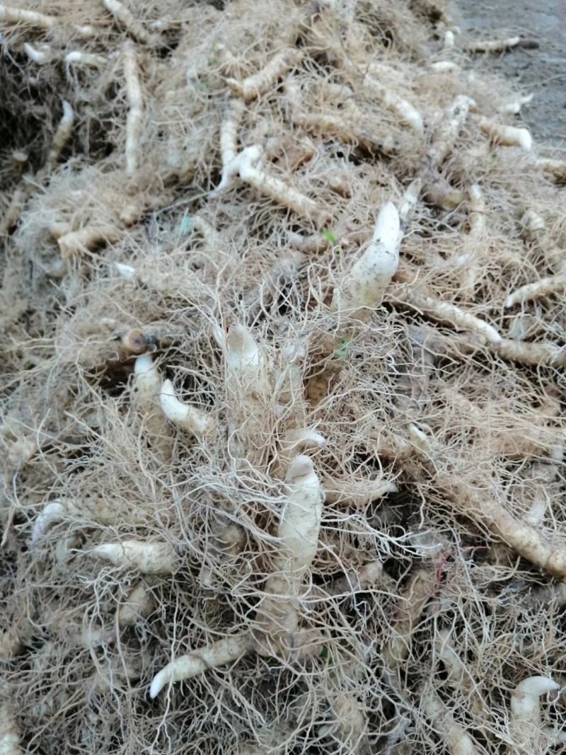优质玉竹种苗欢迎定购