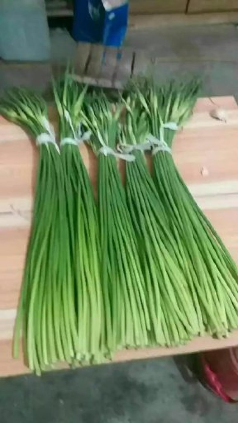 优质白帽/红帽蒜苔，冷库直供，量大从优，各种蔬菜配