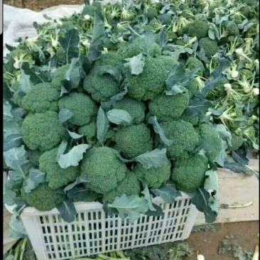 西蓝花