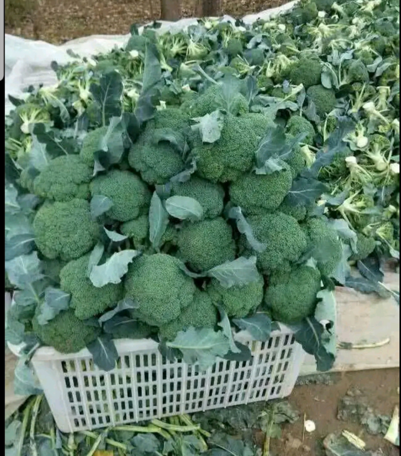 西蓝花