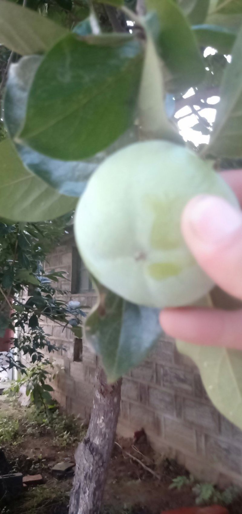 柿子树