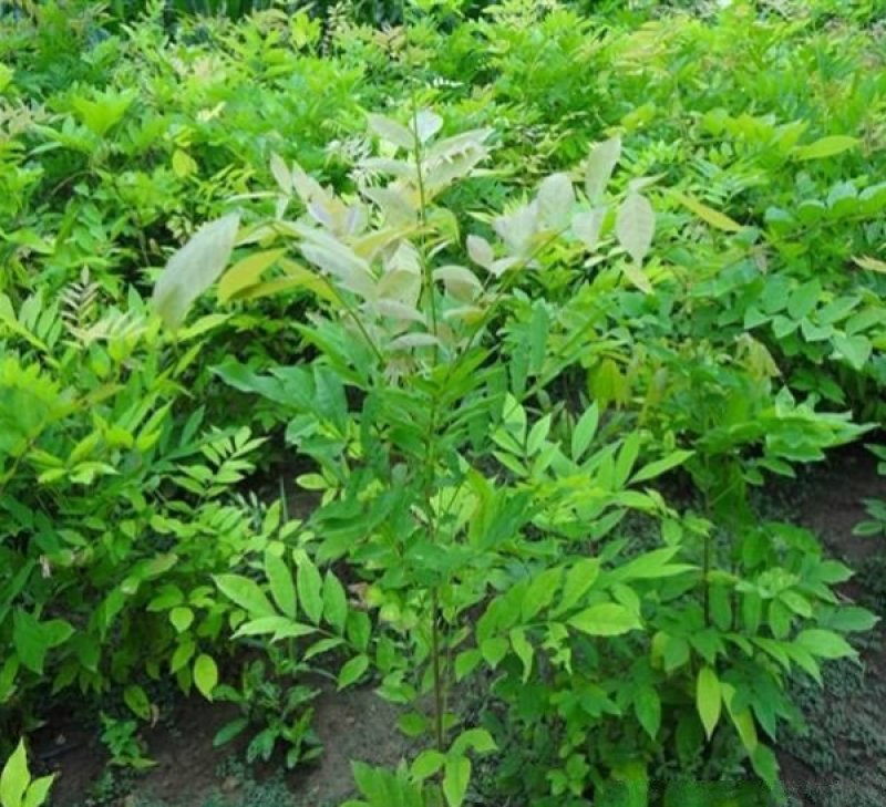紫藤树苗价格低质量优，规格齐全，价格低，质量优