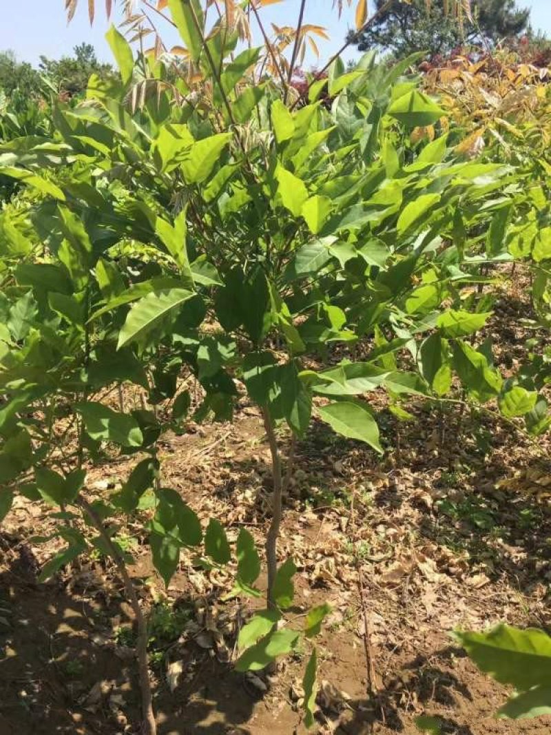 紫藤树苗价格低质量优，规格齐全，价格低，质量优