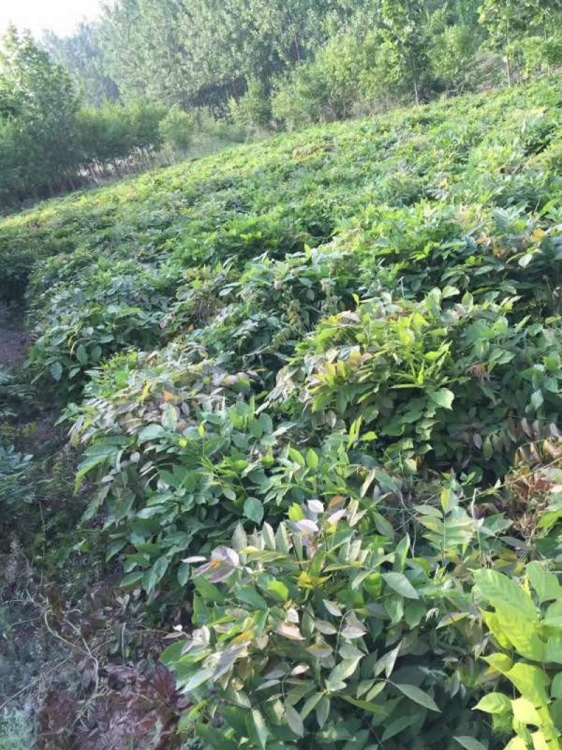 紫藤树苗价格低质量优，规格齐全，价格低，质量优