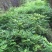 紫藤树苗价格低质量优，规格齐全，价格低，质量优