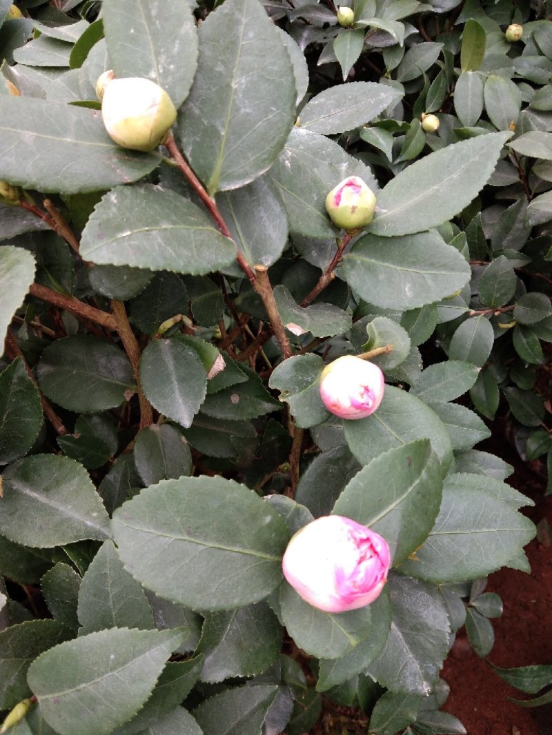 茶花五彩茶花耐冬茶花品种多颜色各异杯苗一至多年生