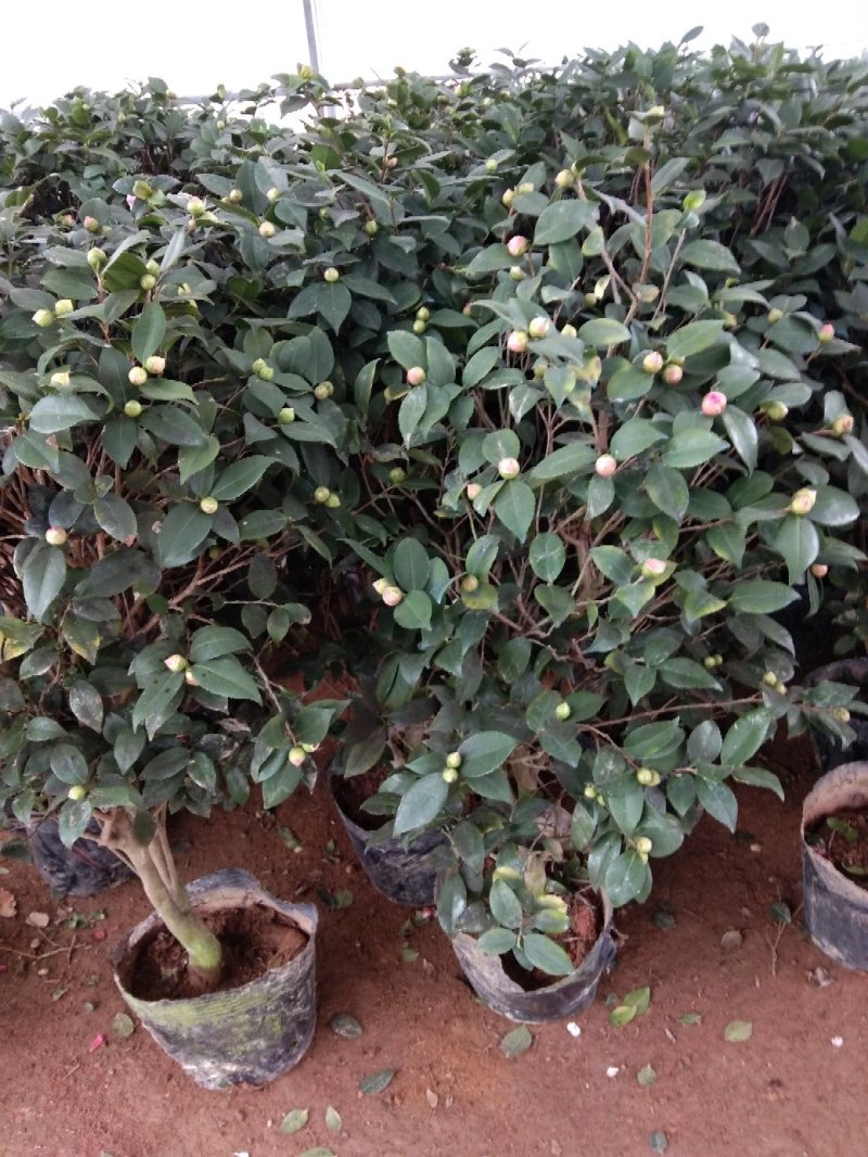 茶花五彩茶花耐冬茶花品种多颜色各异杯苗一至多年生