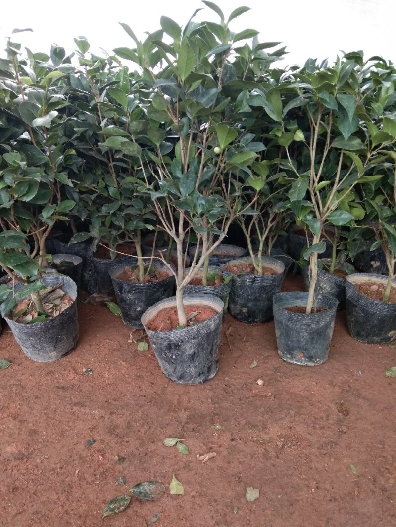 茶花五彩茶花耐冬茶花品种多颜色各异杯苗一至多年生