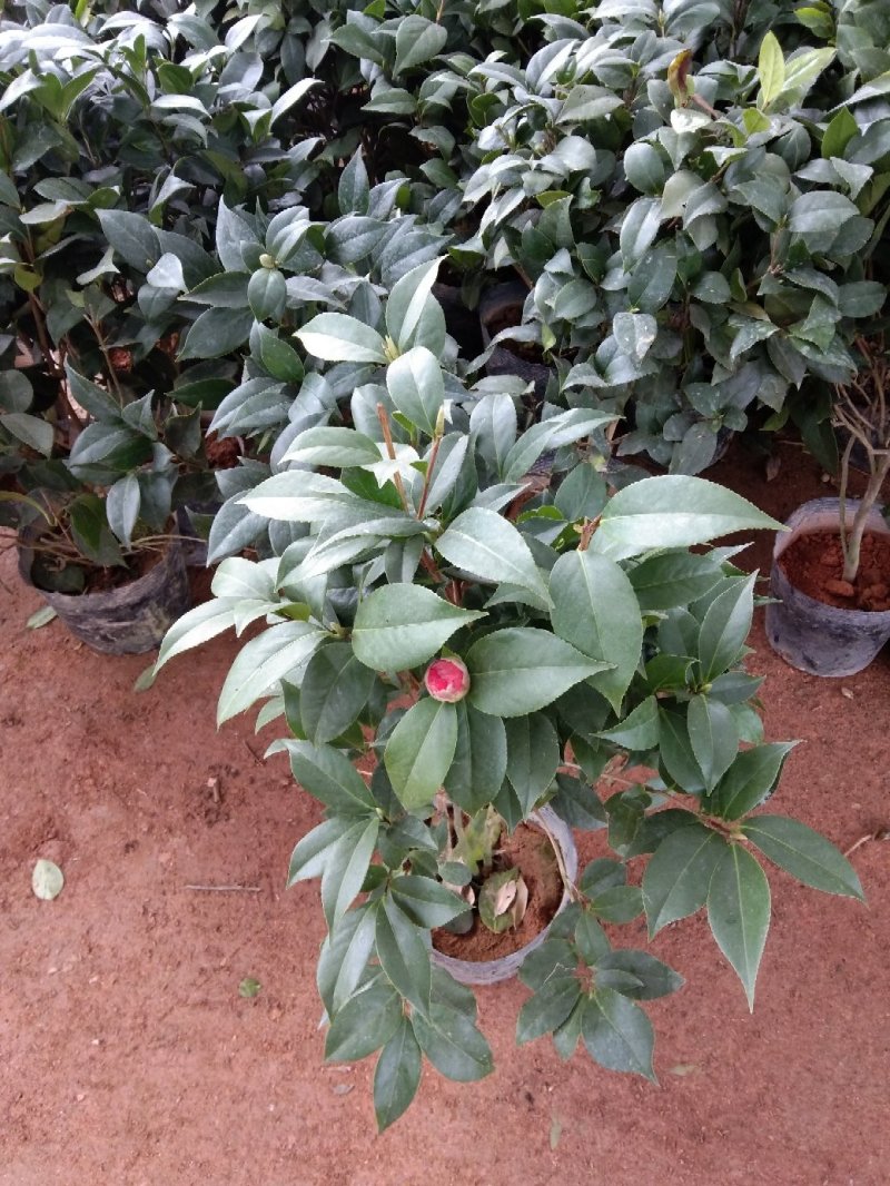 茶花五彩茶花耐冬茶花品种多颜色各异杯苗一至多年生