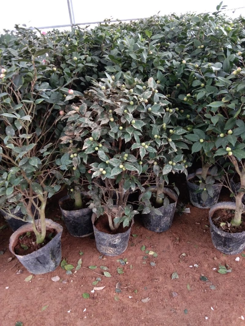 茶花五彩茶花耐冬茶花品种多颜色各异杯苗一至多年生