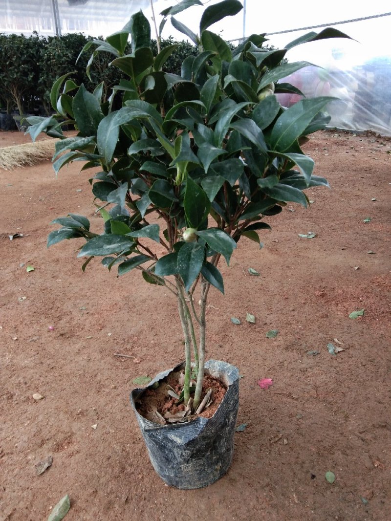 茶花五彩茶花耐冬茶花品种多颜色各异杯苗一至多年生