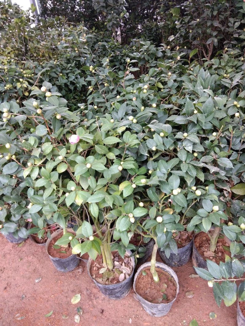 茶花五彩茶花耐冬茶花品种多颜色各异杯苗一至多年生