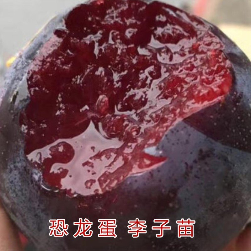 黑霸王李子树苗南北方种植李子树苗包品种包结果