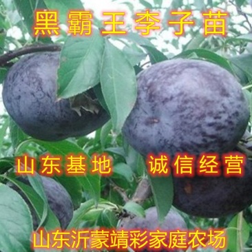 黑霸王李子树苗南北方种植李子树苗包品种包结果