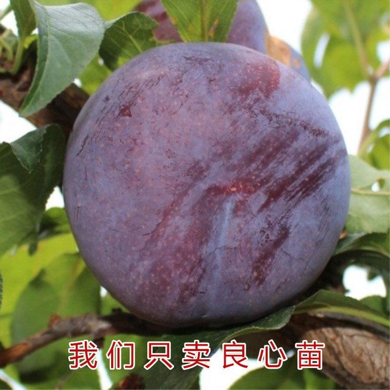 黑霸王李子树苗南北方种植李子树苗包品种包结果