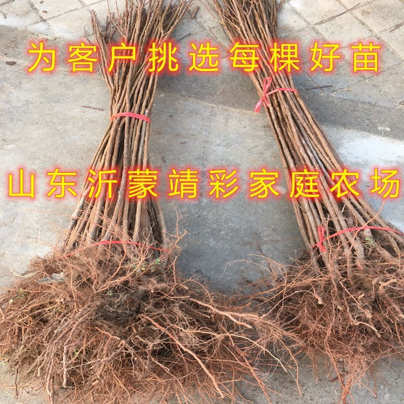 黑霸王李子树苗南北方种植李子树苗包品种包结果