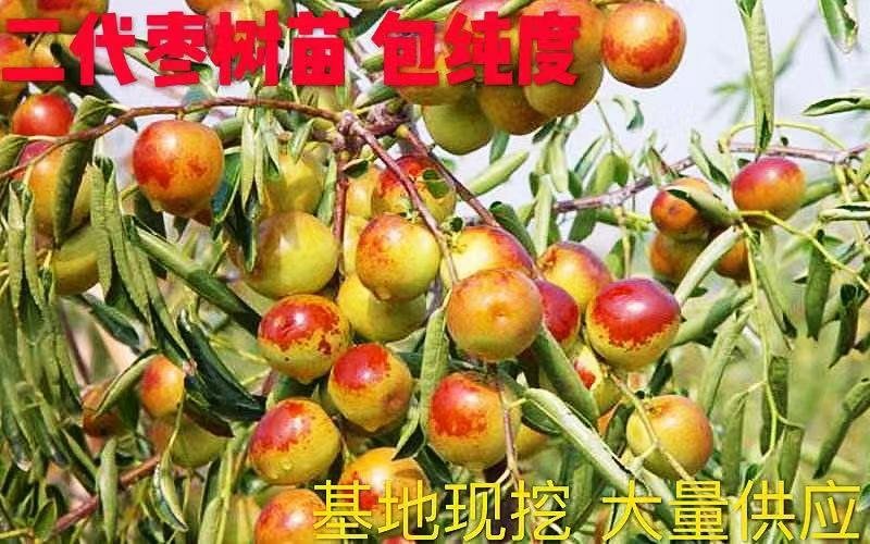 【冬枣树苗有保障】三代冬枣树苗品质有保证，无病害，见效快