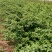 蔷薇花苗，常年批发供应60-80-120-150公分高度