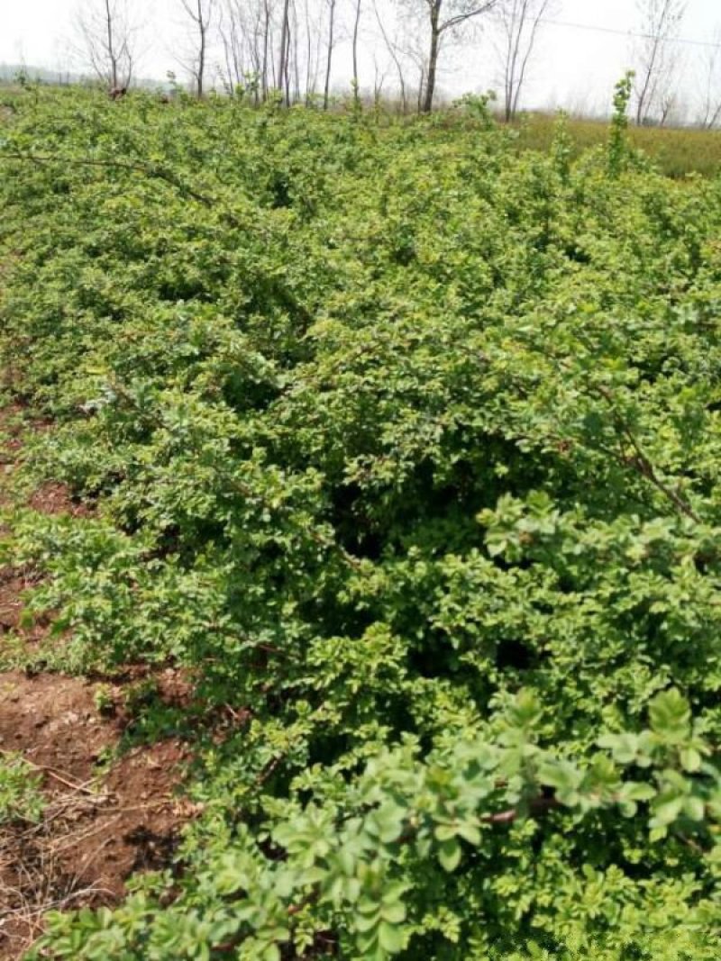 蔷薇花苗，常年批发供应60-80-120-150公分高度