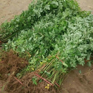 蔷薇花苗，常年批发供应60-80-120-150公分高度