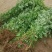 蔷薇花苗，常年批发供应60-80-120-150公分高度