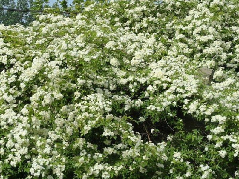 蔷薇花苗，常年批发供应60-80-120-150公分高度