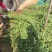 蔷薇花苗，常年批发供应60-80-120-150公分高度