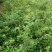 蔷薇花苗，常年批发供应60-80-120-150公分高度