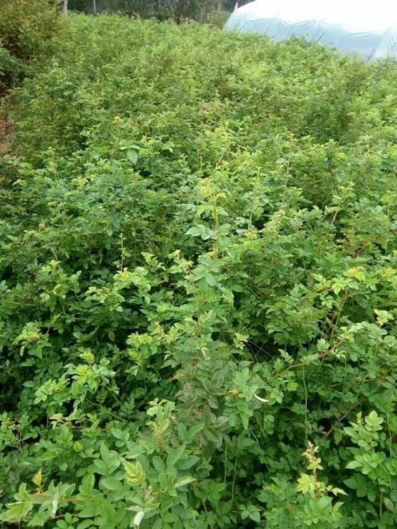 蔷薇花苗，常年批发供应60-80-120-150公分高度