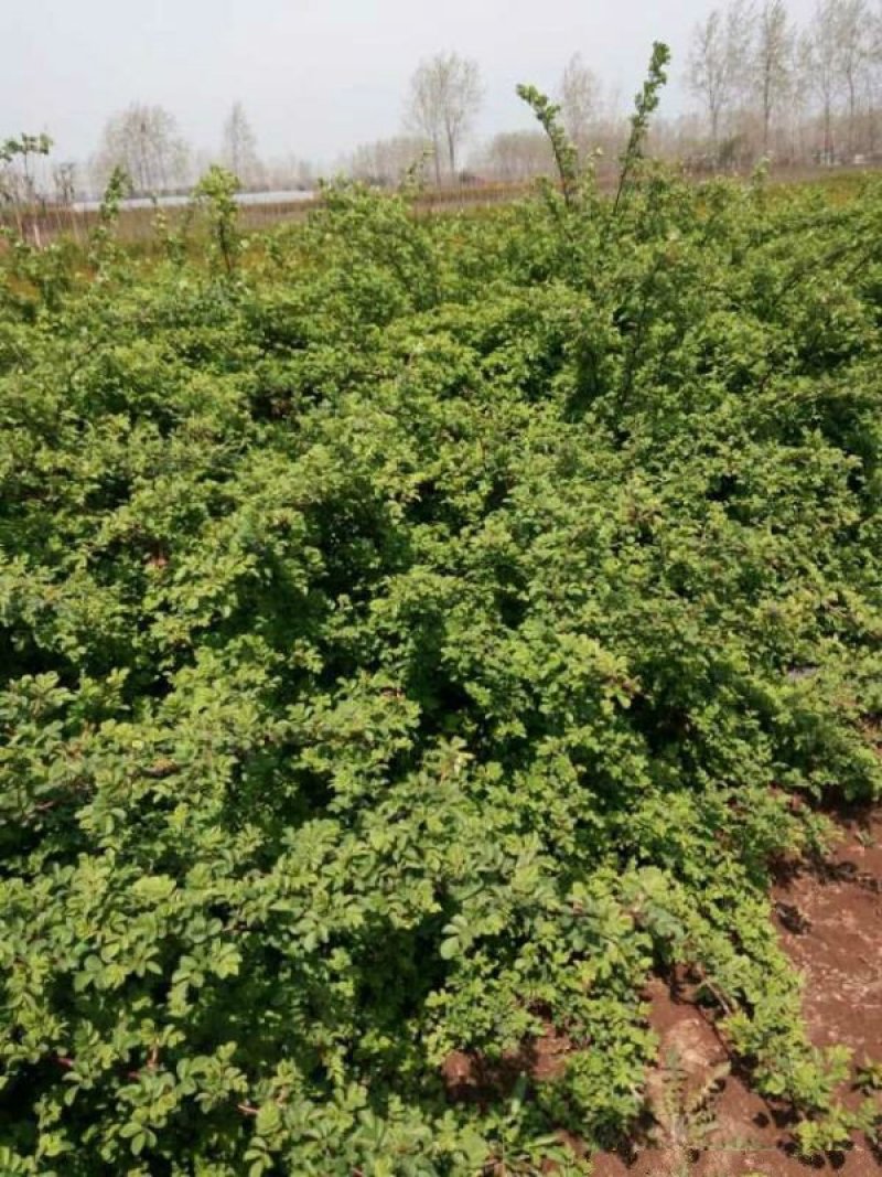 蔷薇花苗，常年批发供应60-80-120-150公分高度