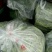 芦蒿，黎蒿精品芦蒿保健菜品营养佳肴