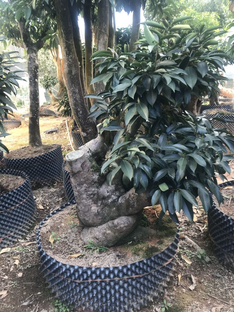 香茶花