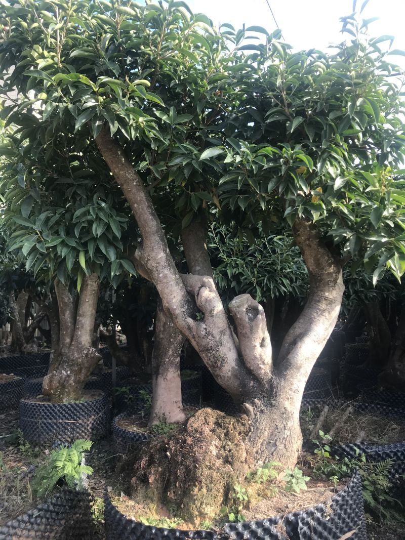 香茶花