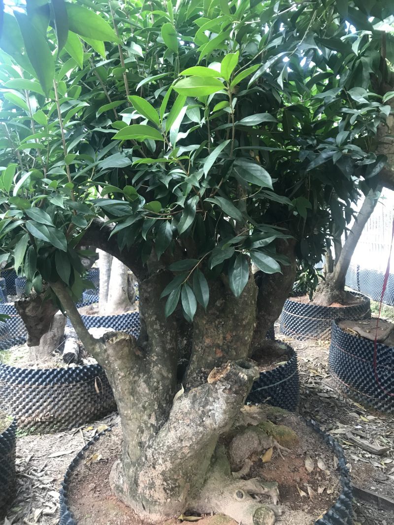香茶花