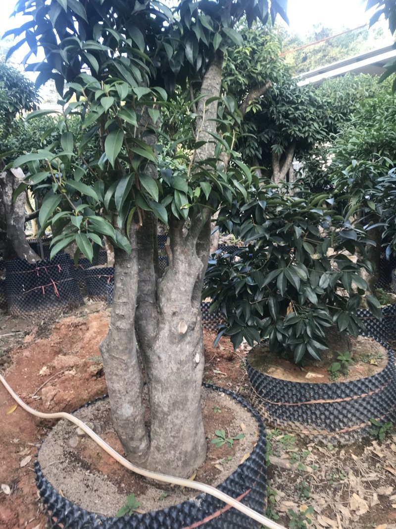 香茶花