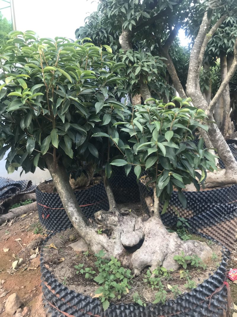 香茶花