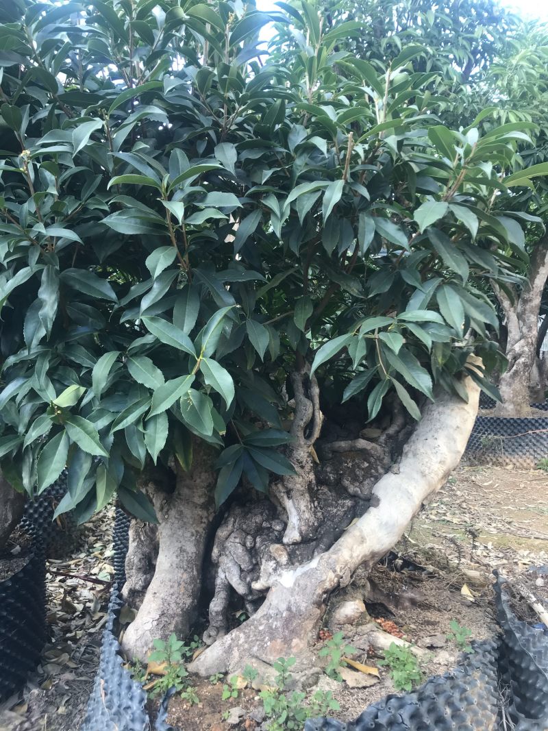 香茶花