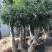 香茶花