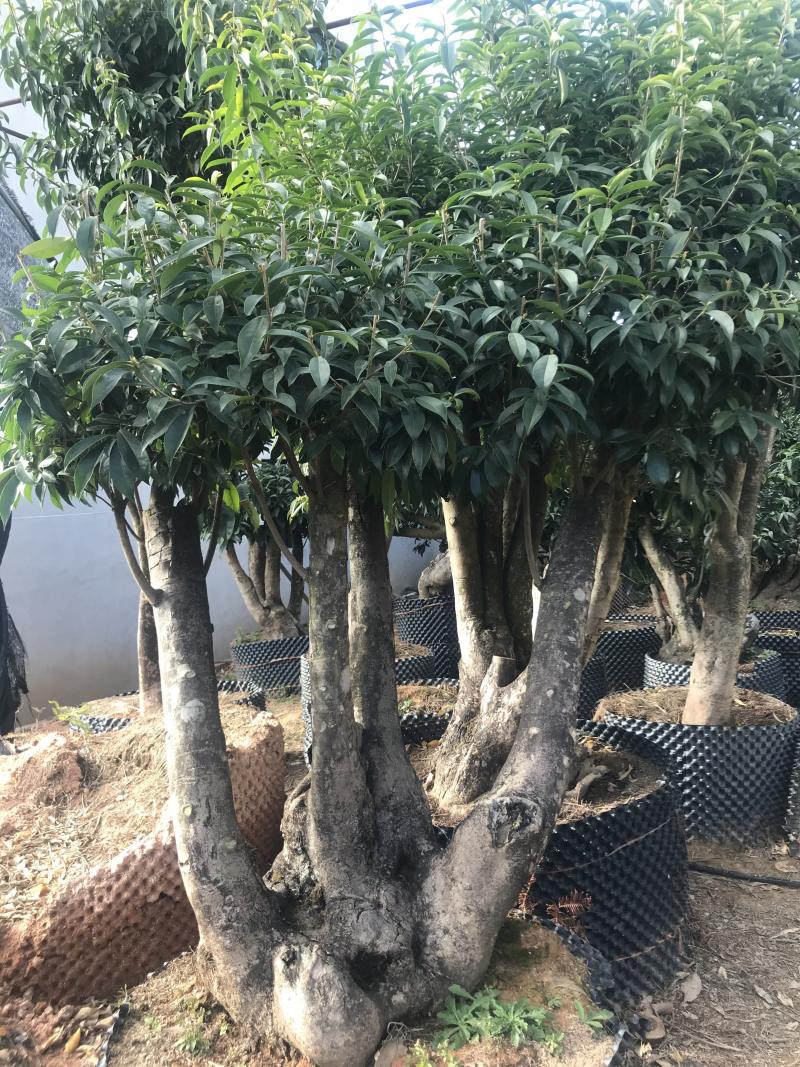香茶花