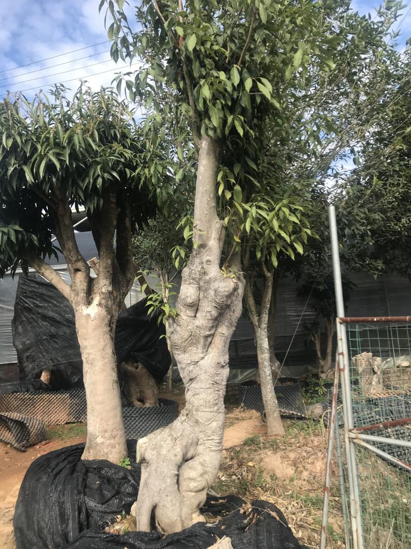 香茶花