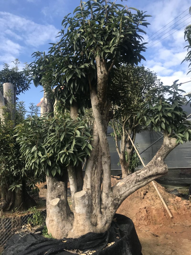 香茶花