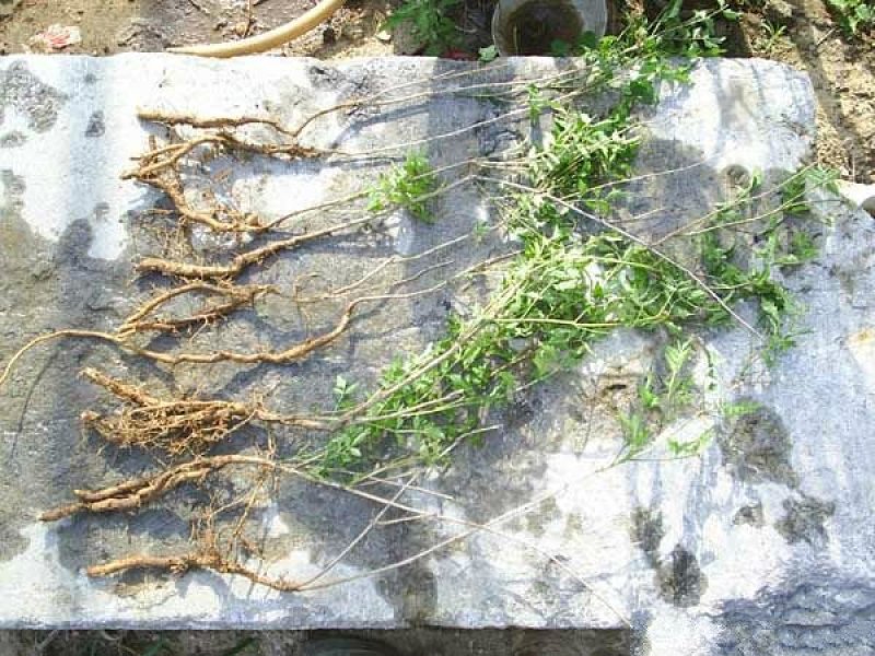 常年批发供应凌霄花价格优惠，植株健壮生长旺盛基地大量销售
