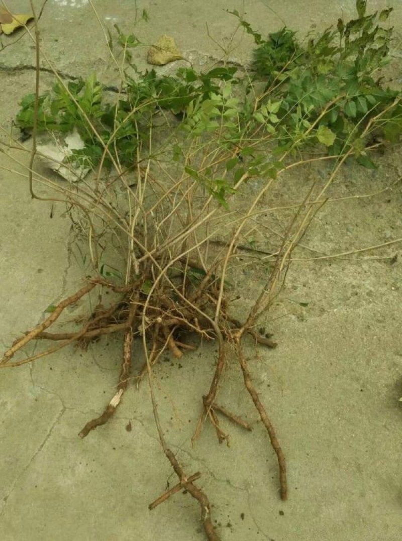 常年批发供应凌霄花价格优惠，植株健壮生长旺盛基地大量销售