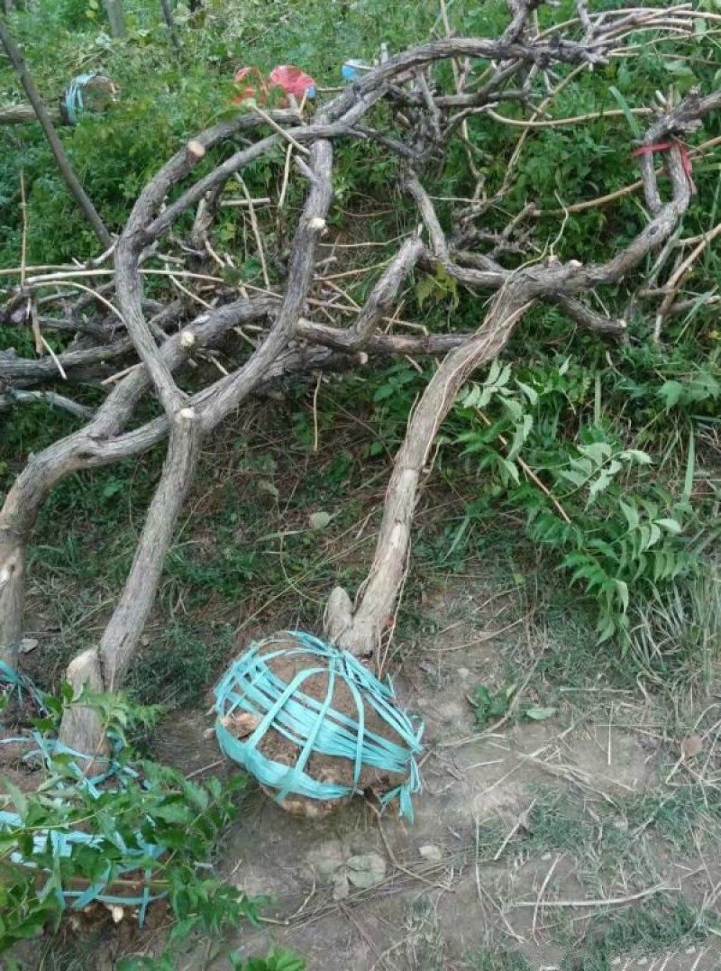 常年批发供应凌霄花价格优惠，植株健壮生长旺盛基地大量销售
